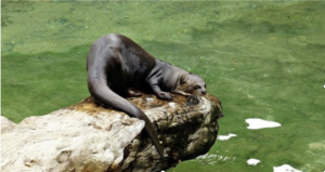 EMPEROR VALLEY ZOO otter
